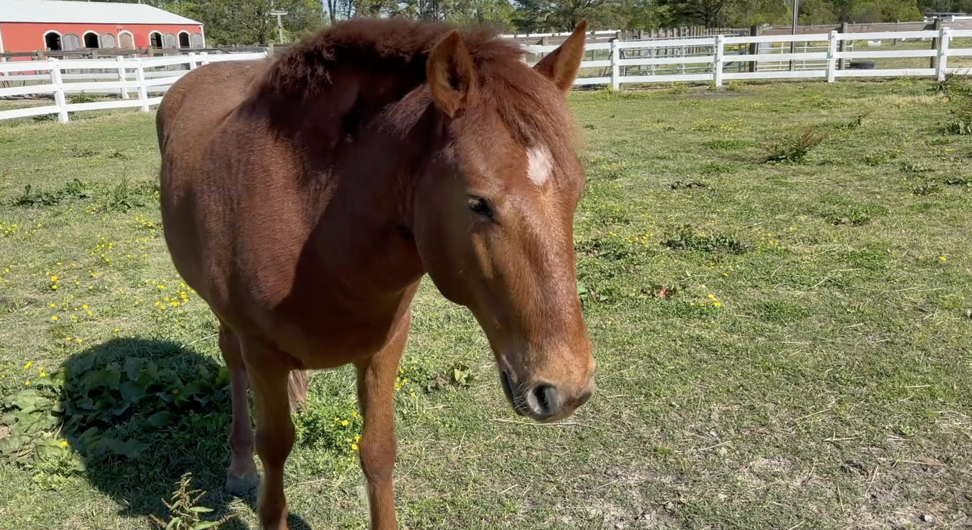 Corolla Wild Horses
