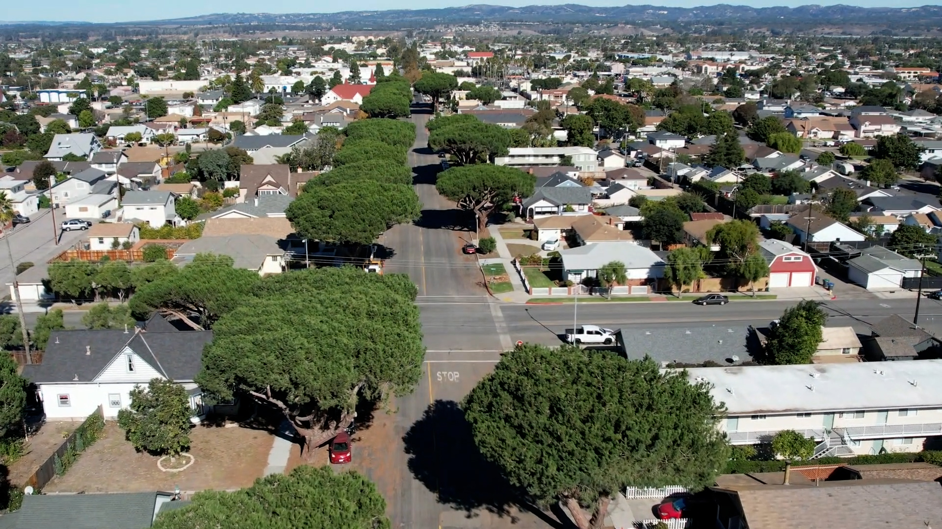 URBAN FOREST.jpg