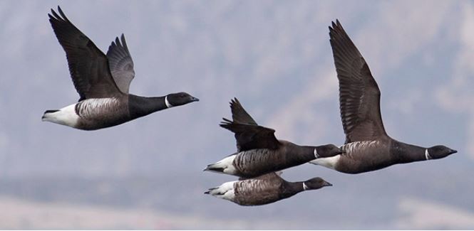 Credit: Morro Bay Bird Festival