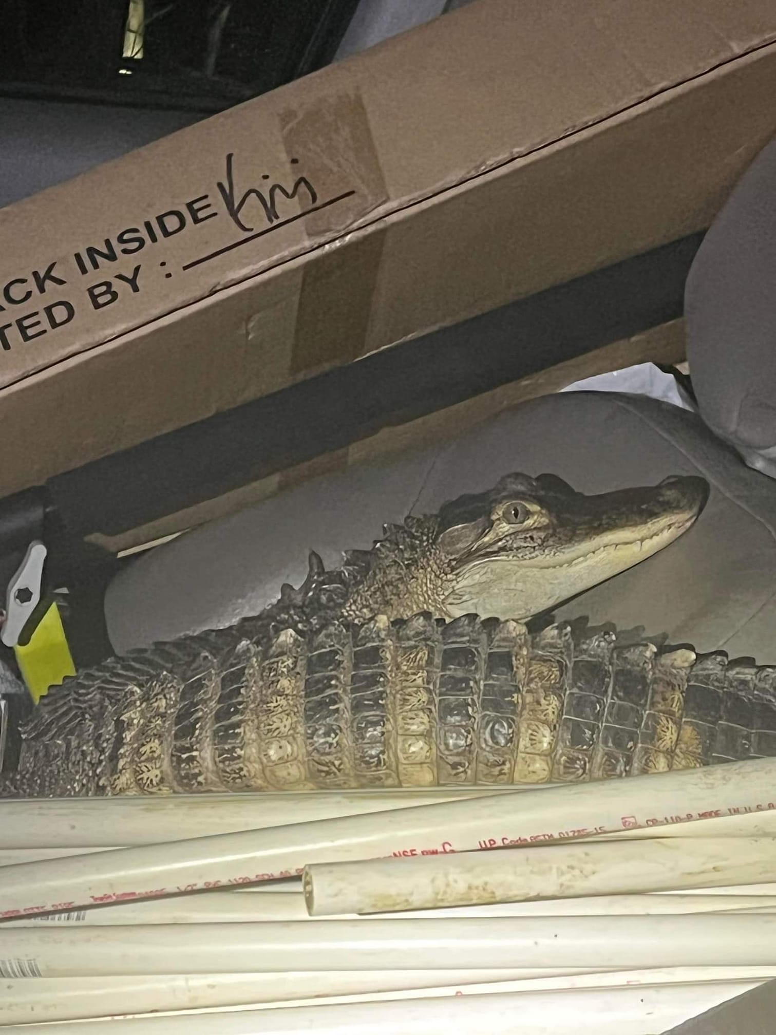 Lake County alligator