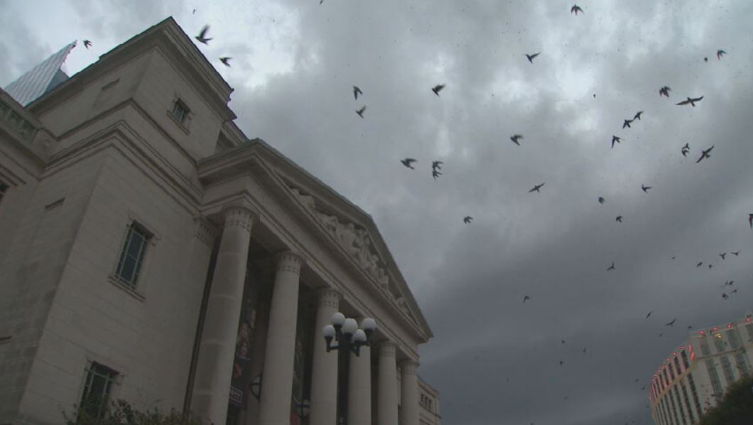 birds at schermerhorn