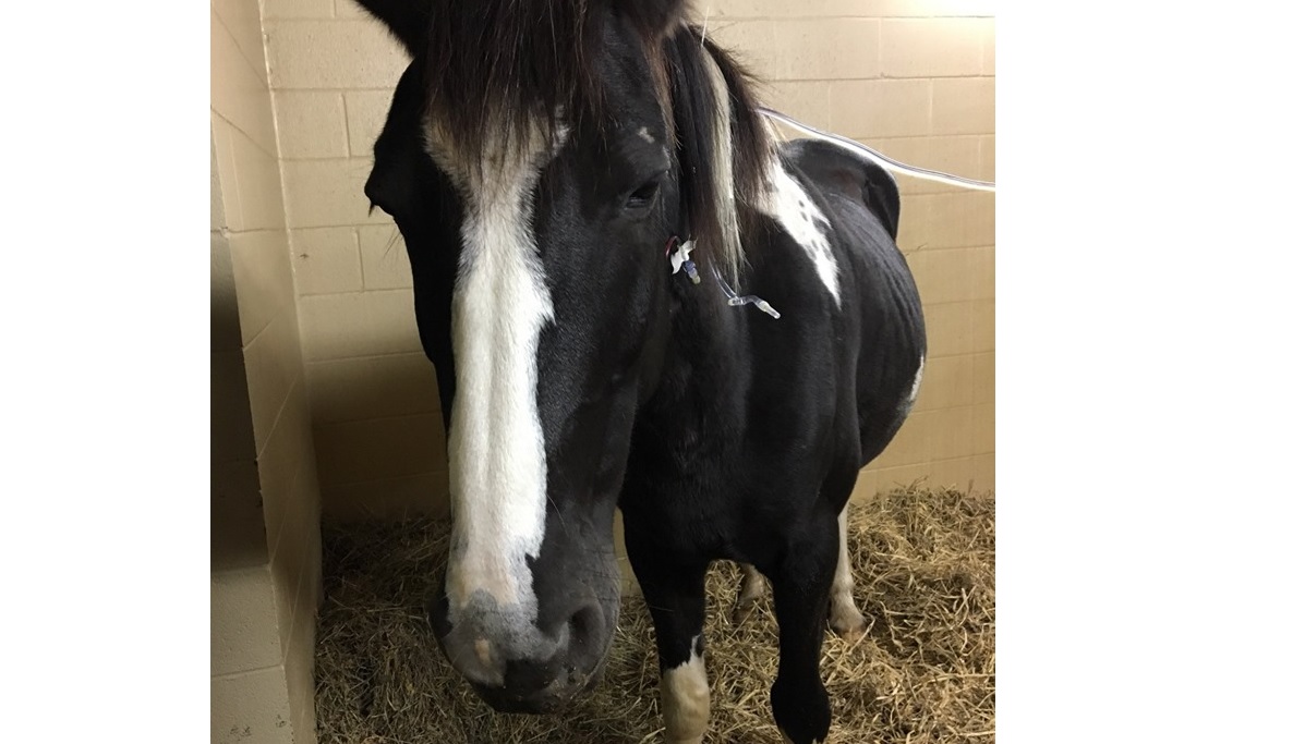 horse shot.jpg