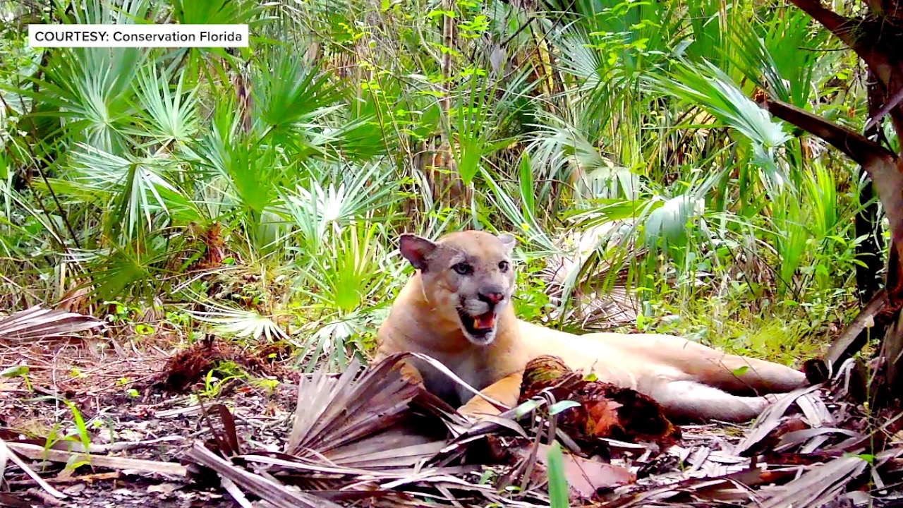 CONSERVATION LAND PROTECTED HENDRY THUMBNAIL.jpg