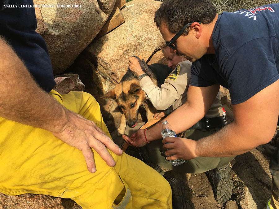 valley_center_dog_rescue3.jpg