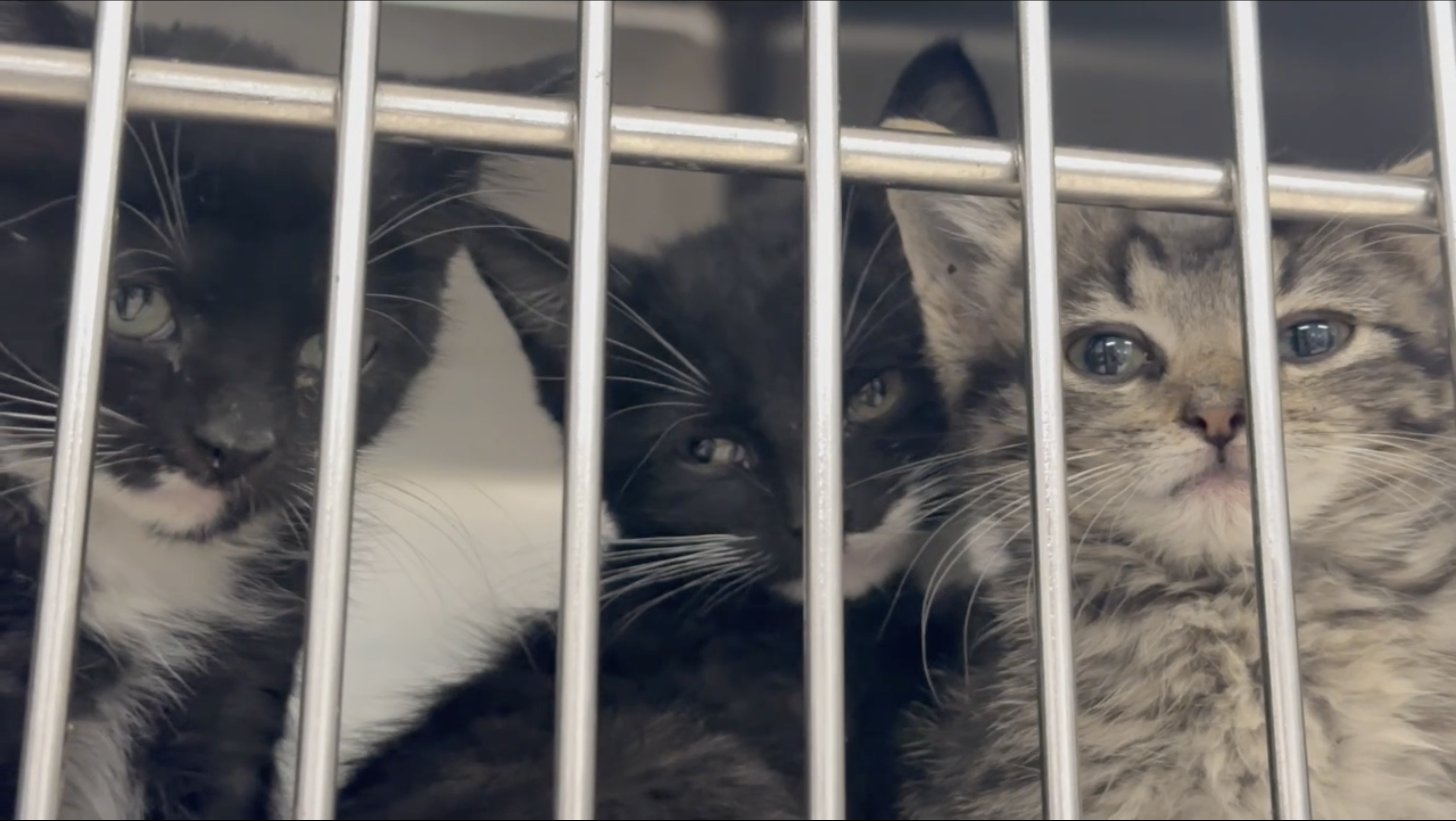 kittens :)