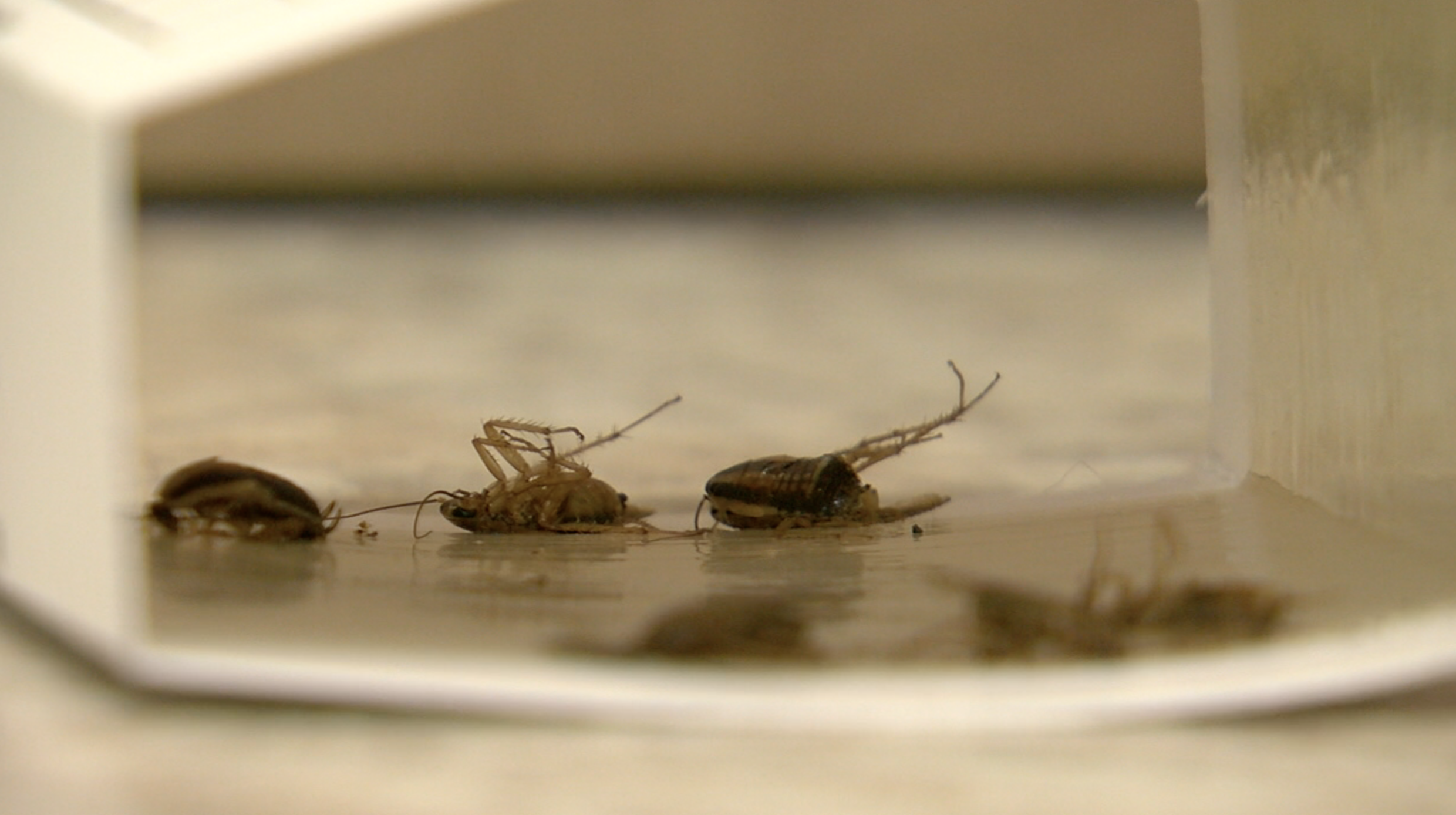 Cockroaches in Brighton Apartment