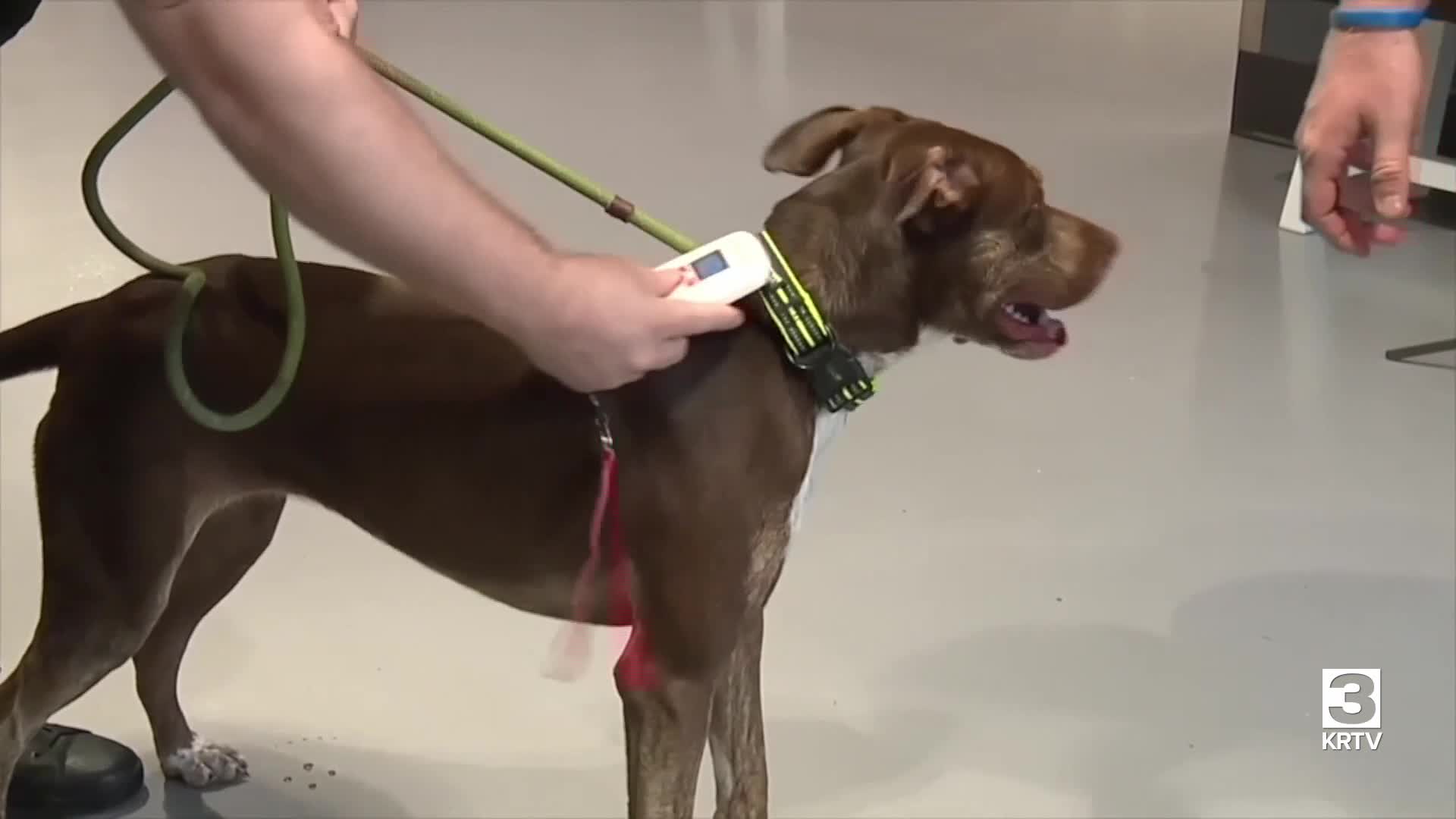 Pawsitive Impact: Microchipping your pets