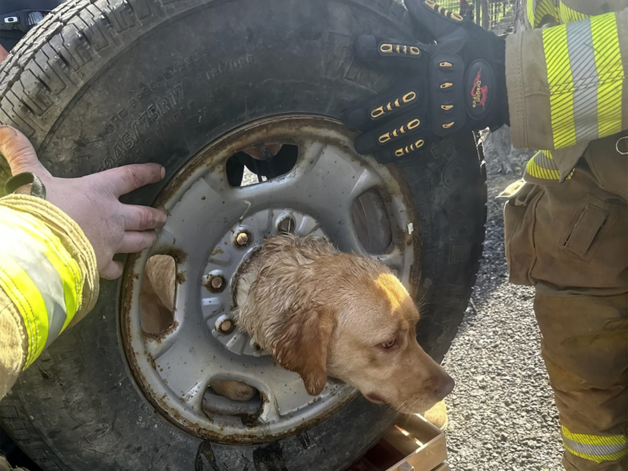 Dog Stuck in Tire