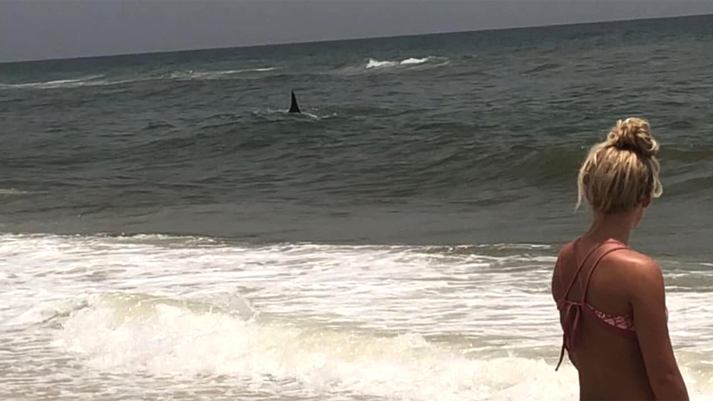 wptv-hammerhead-offshore-navarre-beach.jpg