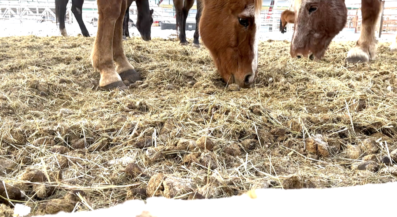 Horse virus