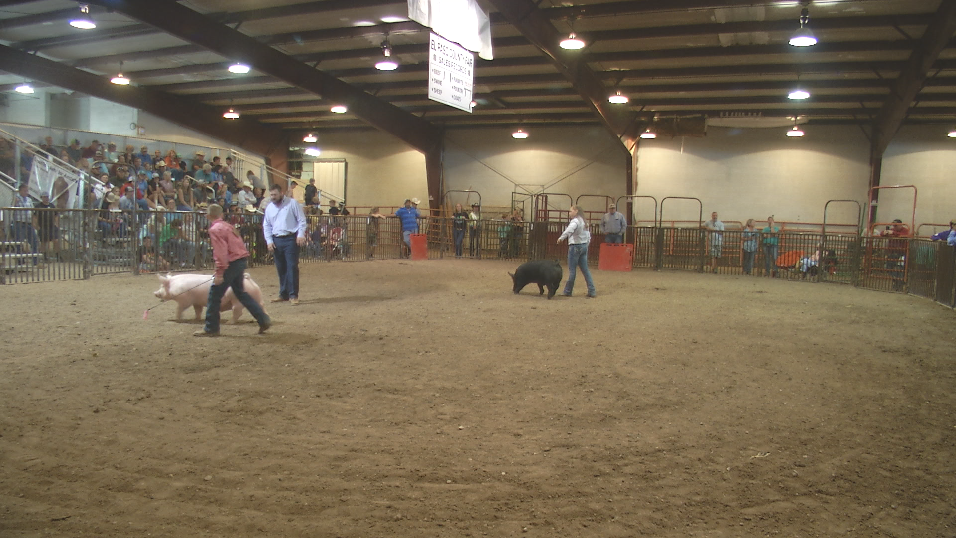Local youth competes at 116th El Paso Co. Fair