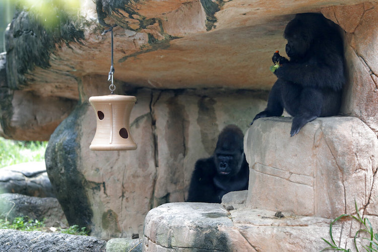 Pregnant Endangered Gorilla
