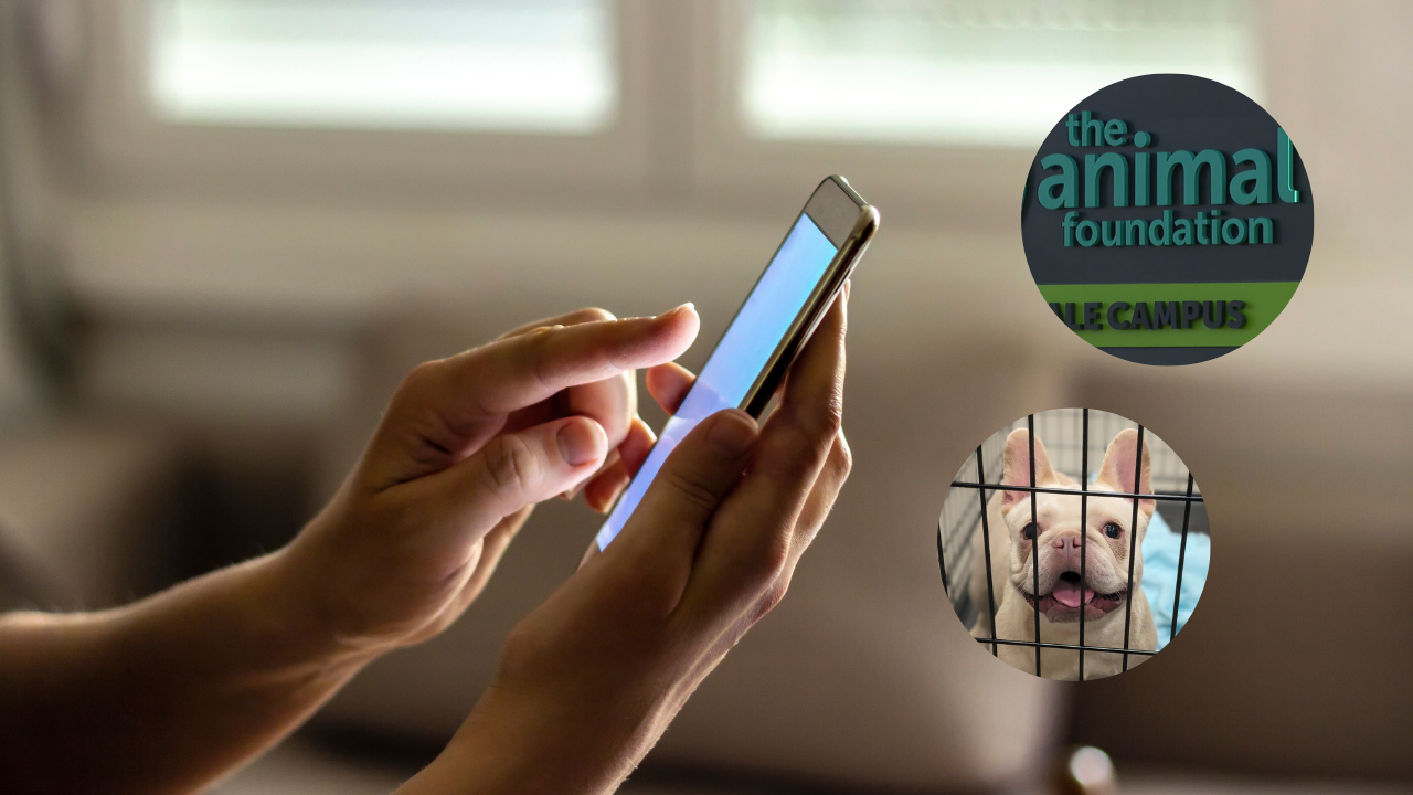 Nevada State University (6).png