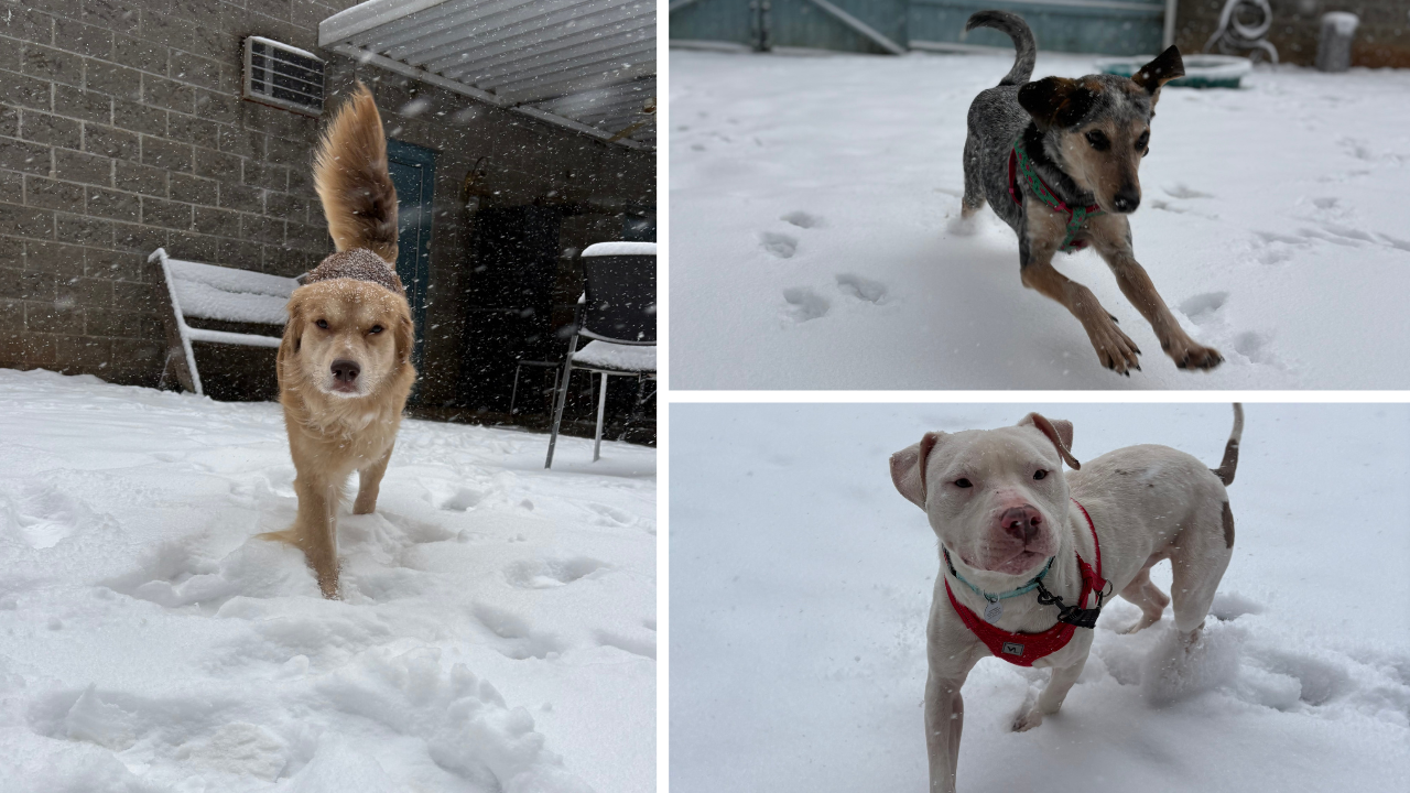 RAL launches 50% off adoption special