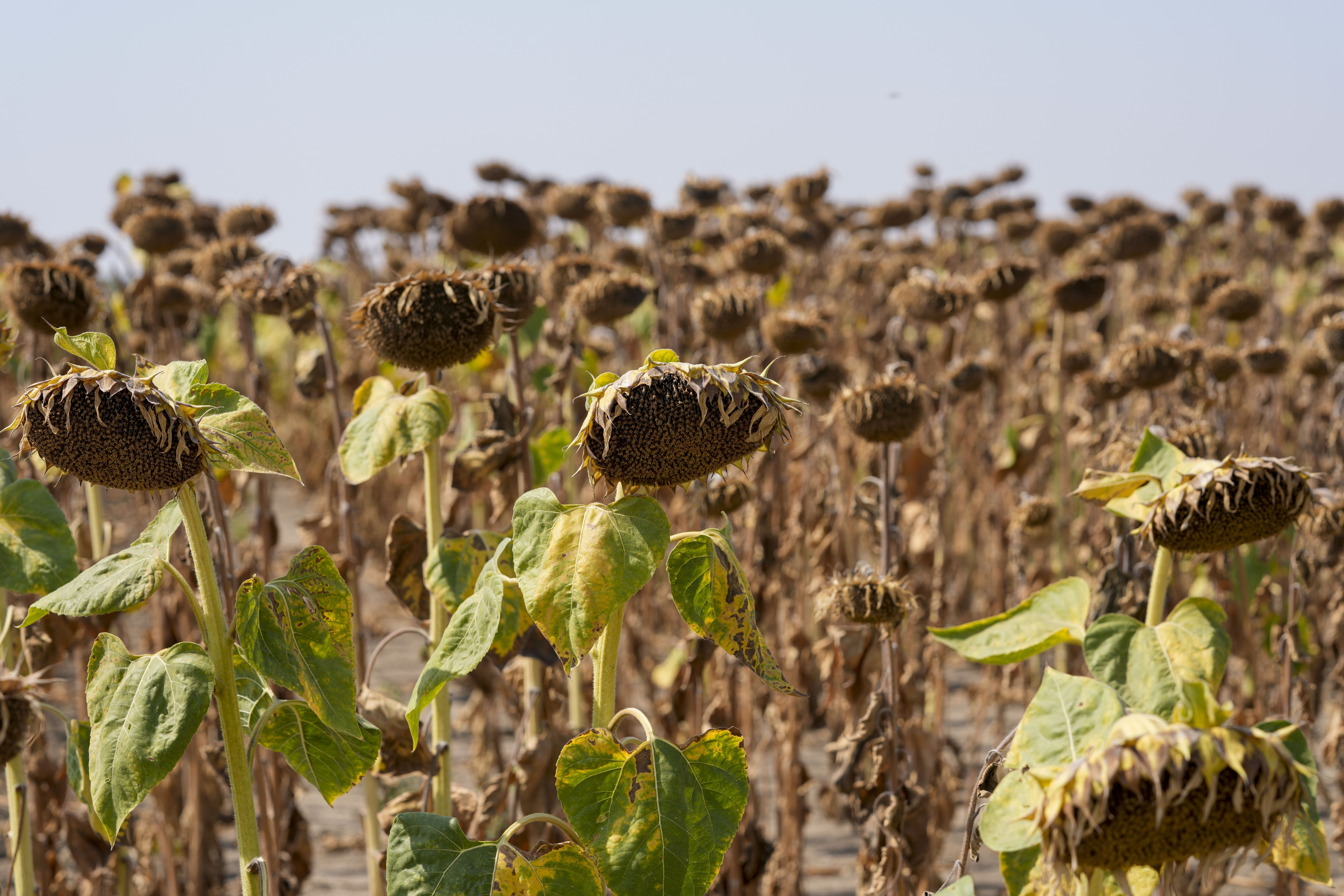 Climate UN Drought Talks