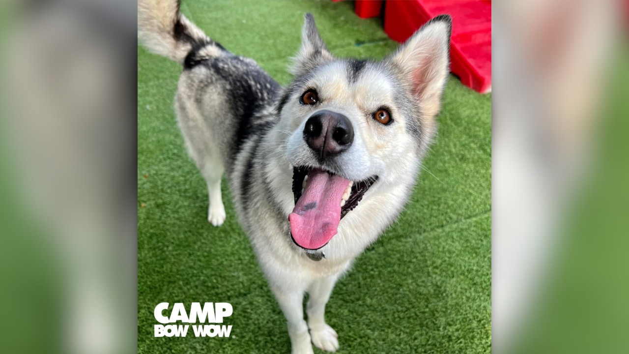 A good husky pupper.jpg