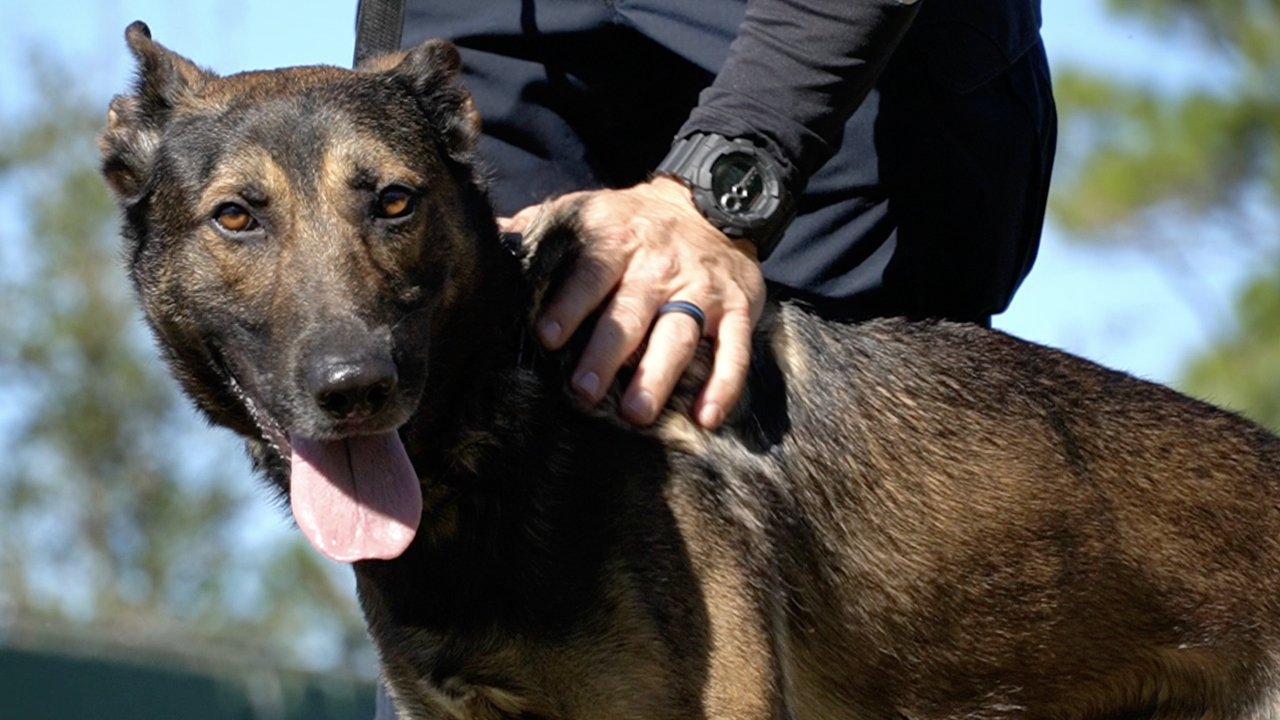 Port St. Lucie police K9 Ciro and K9 Handler Officer Michael Bianco.jpg