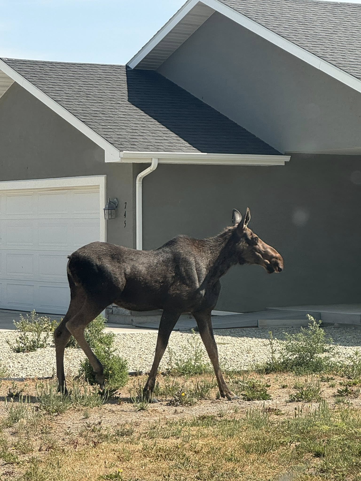 Moose spotted in Burley