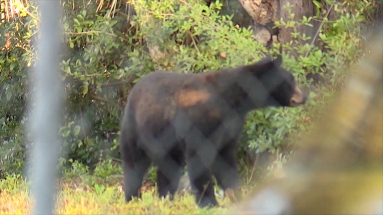 bear