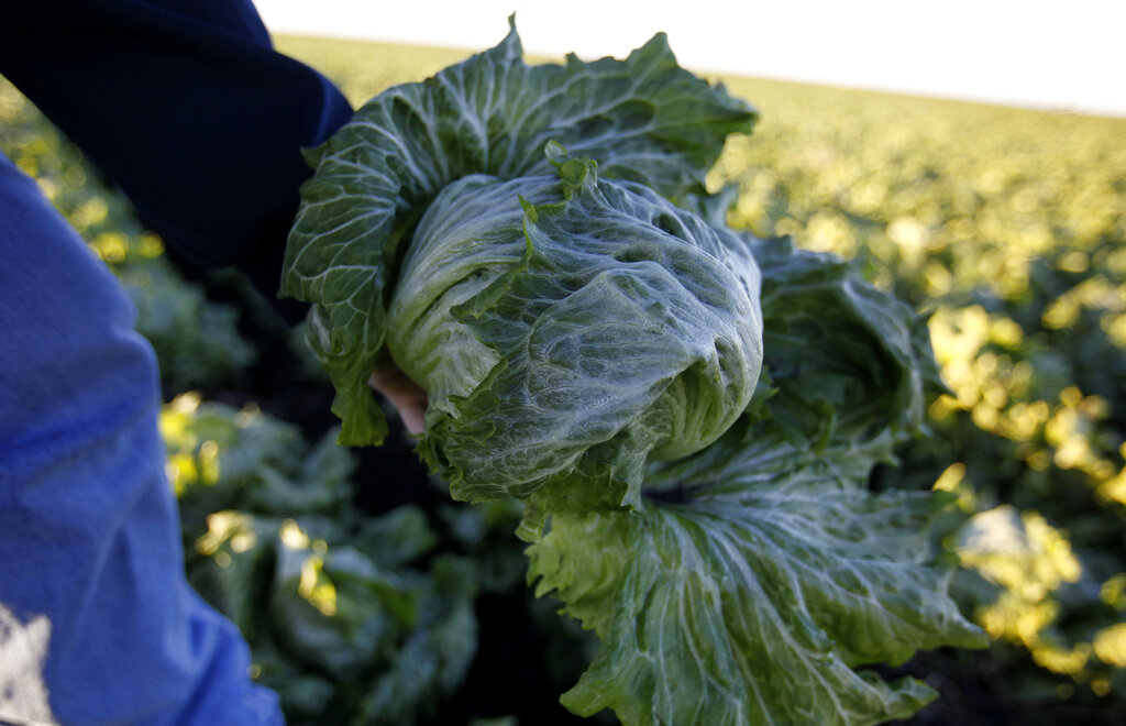 Farmer holds a head of iceberg lettuce with freeze damage in Belle Glade, Fla. Tuesday, Dec. 14, 2010. 