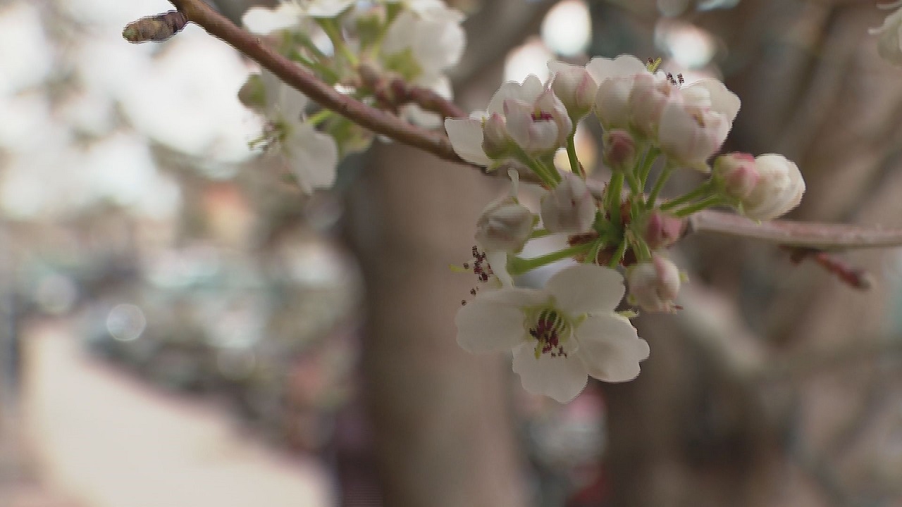 Canon Blossom Festival