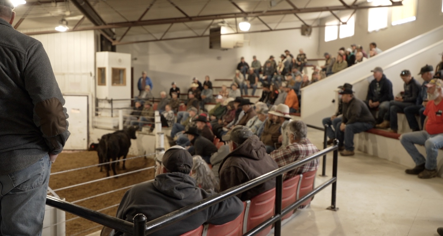 Five Valleys Livestock Auction Yard