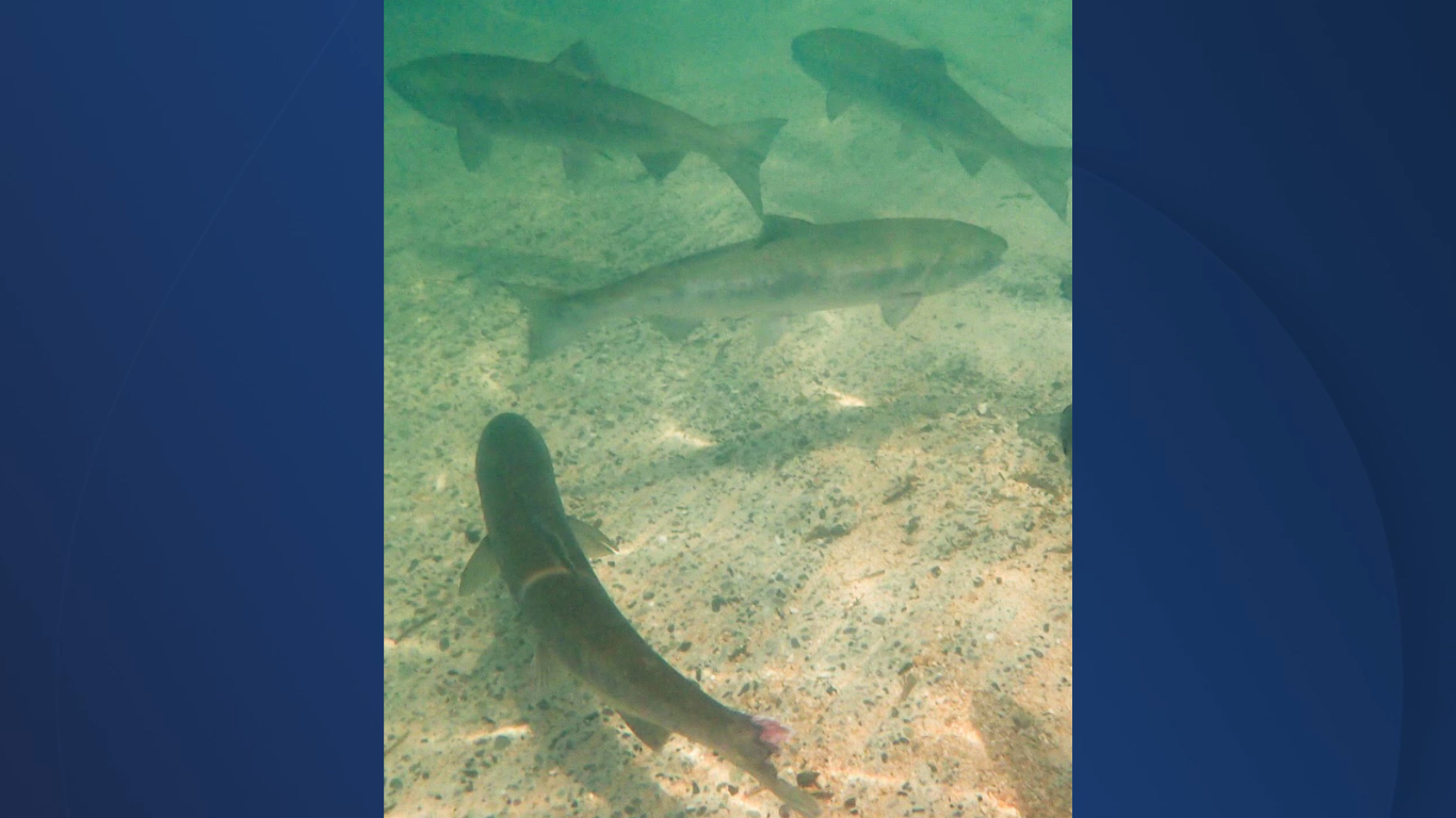 salmon stocking thumbnail.png