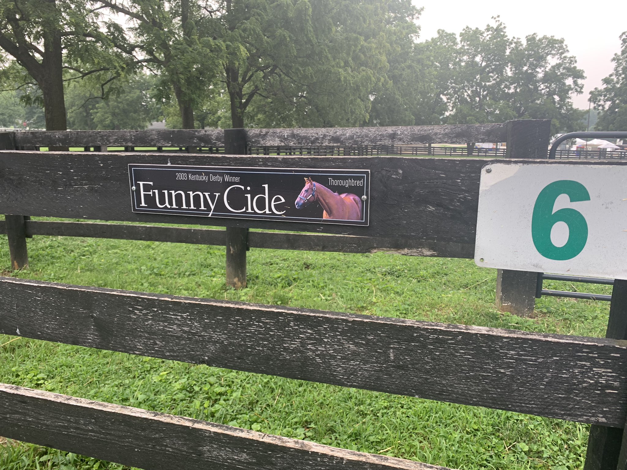 funny cide.jpg