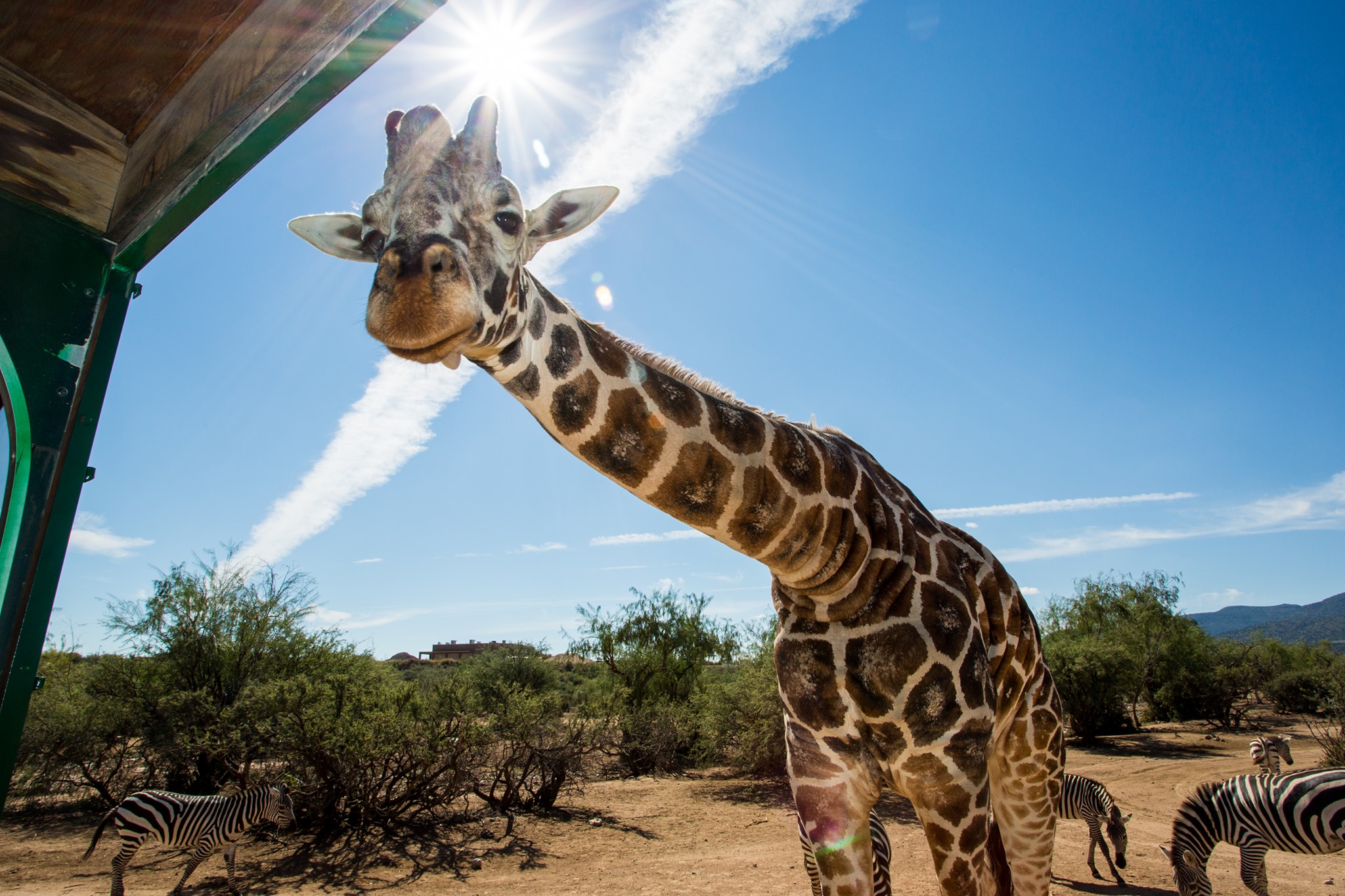 Out of Africa giraffe Kibo dies