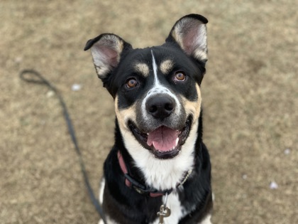 Arlo_The Humane Society of Boulder Valley