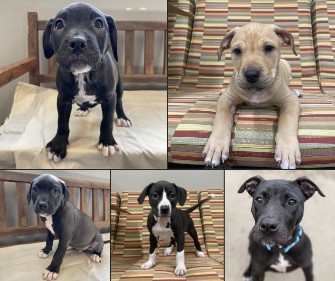Puppies Facing Parvo Outbreak