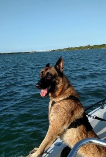 K9 Oldie at work.JPG