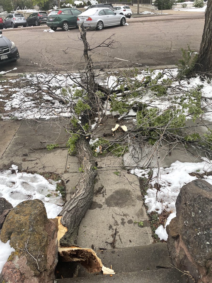 trees.jpegSpring storm recovery tips 