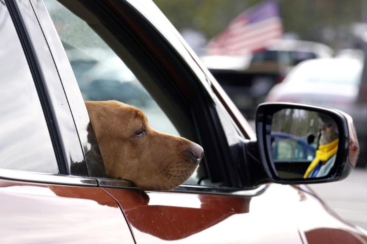 dogssss.PNG