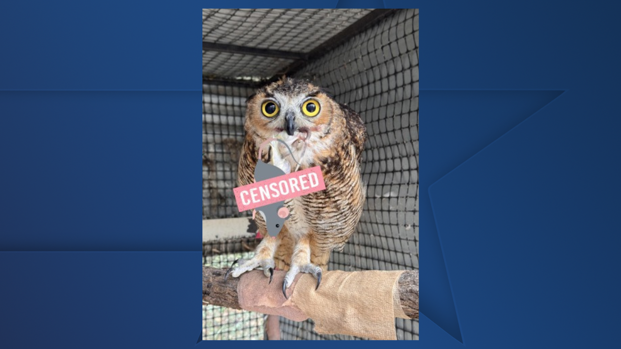 Owl with rat censored.png