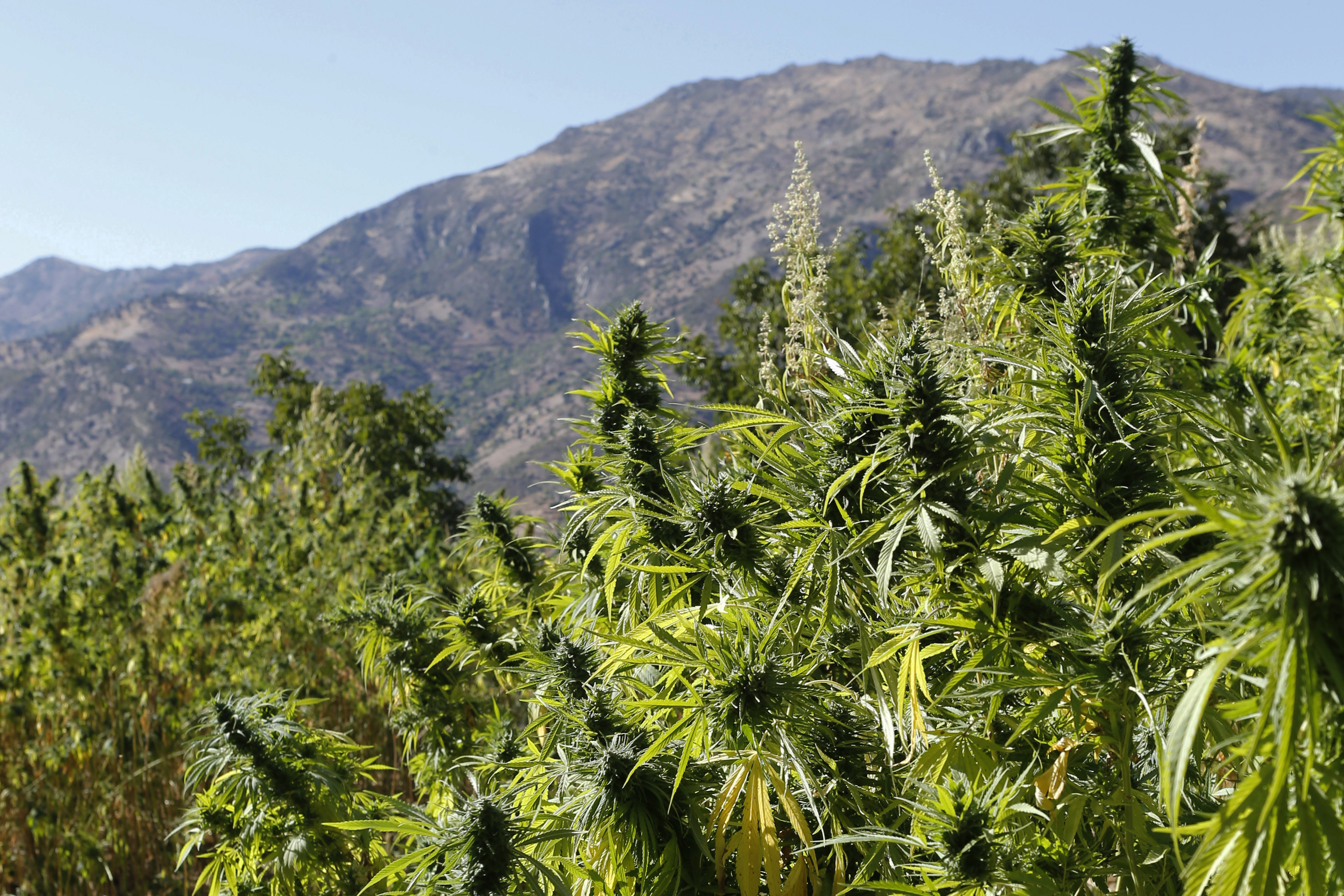 marijuana