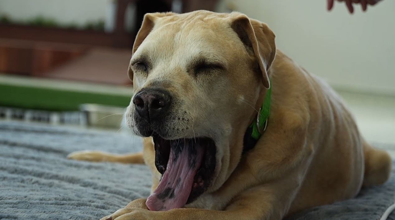 Pepper's Senior Dog Sanctuary