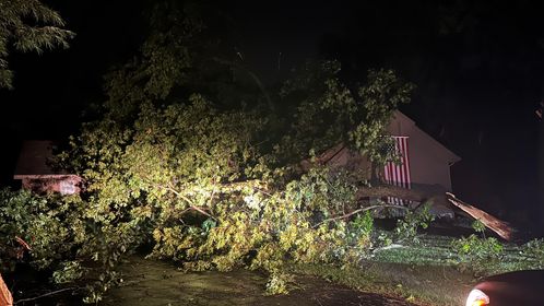 Trees down after Thursday night storms
