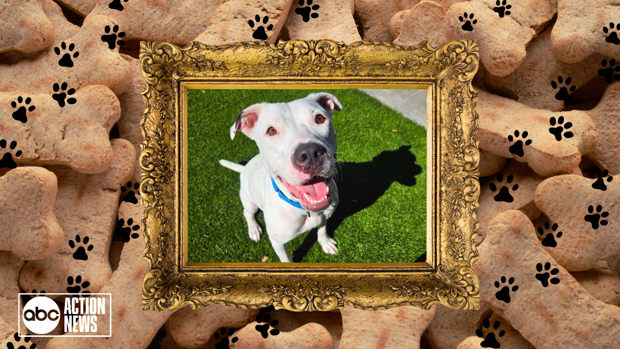 Rescues in Action: Daisy