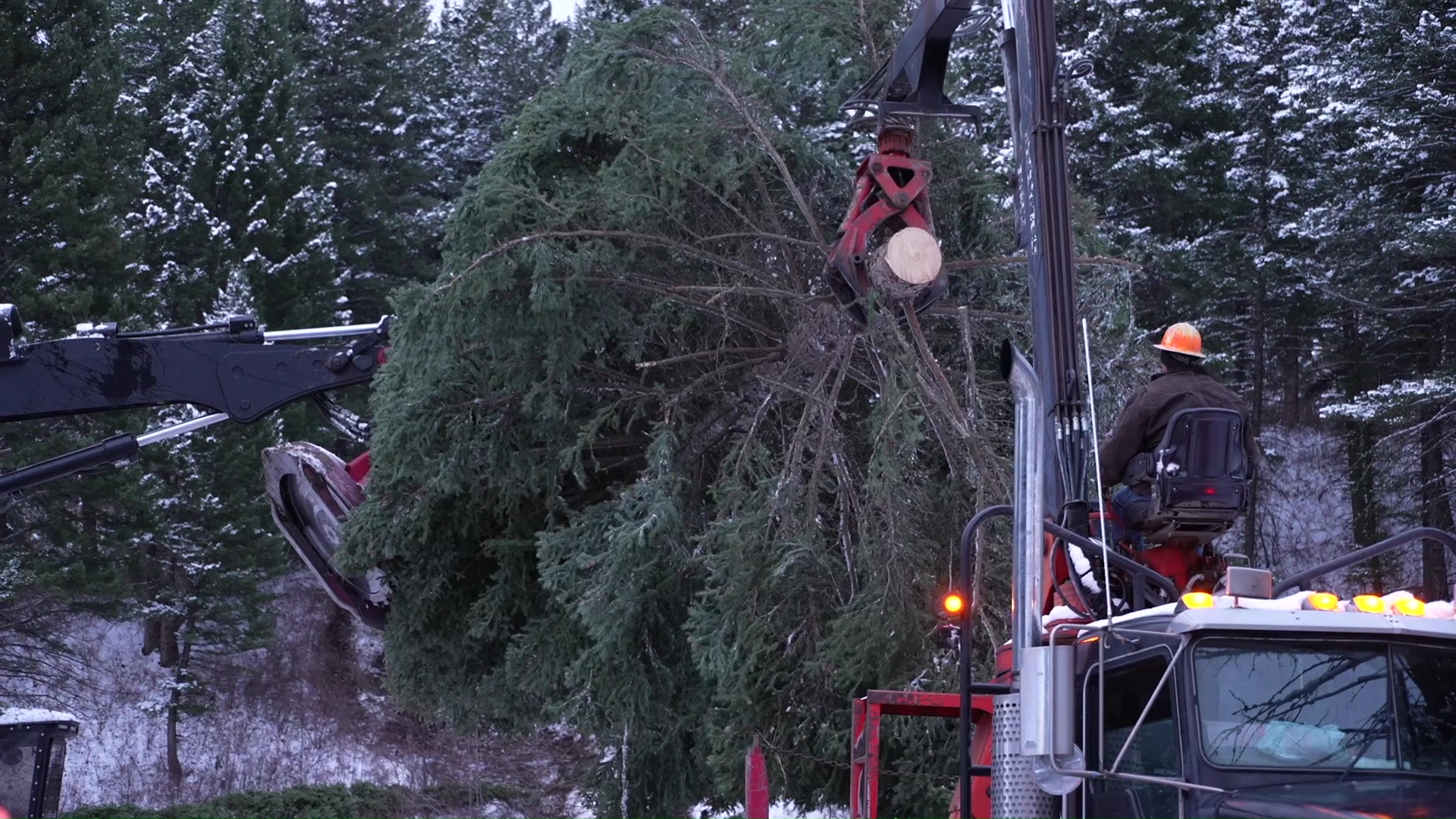 Montana Capitol Christmas Tree harvested from Bozeman trust lands