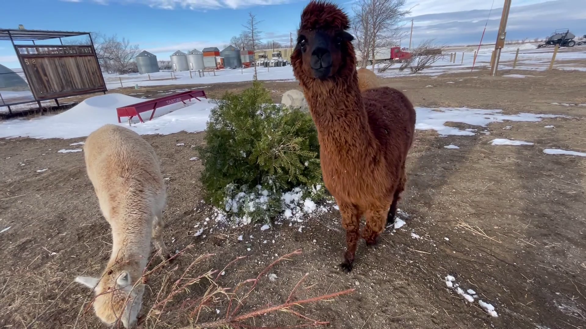Animals enjoy Christmas trees