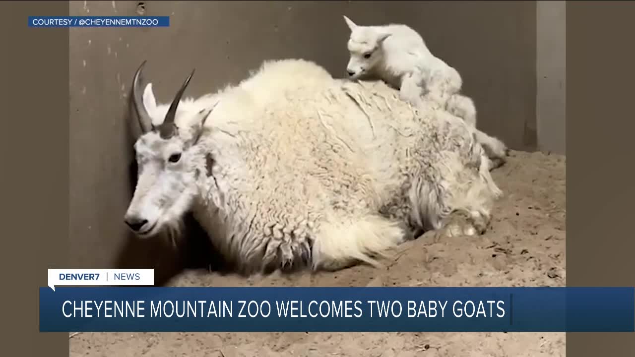 Cheyenne Mountain Zoo.jpg