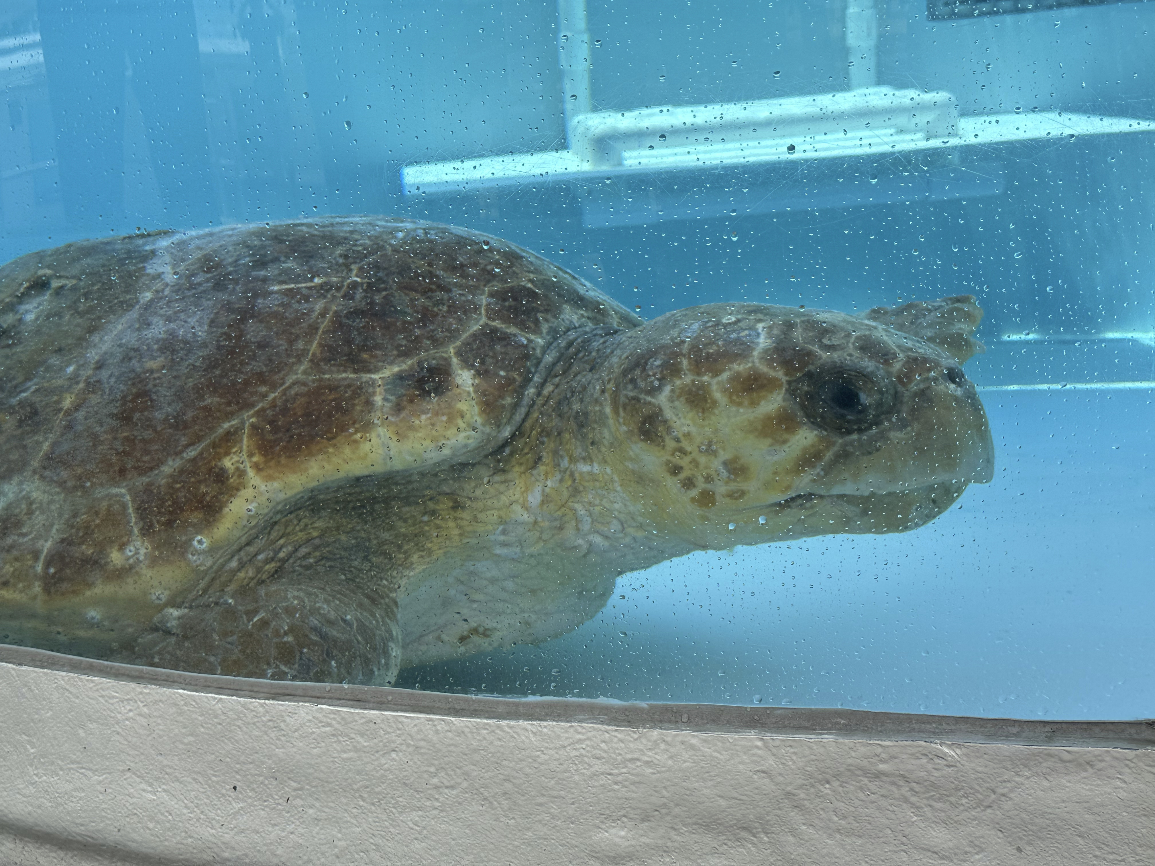 Sea Turtle Release