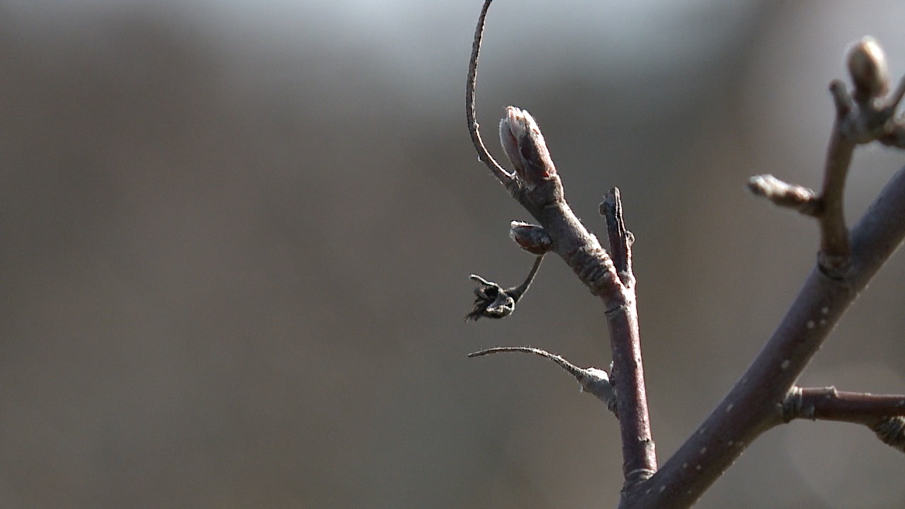 green. buds.jpg