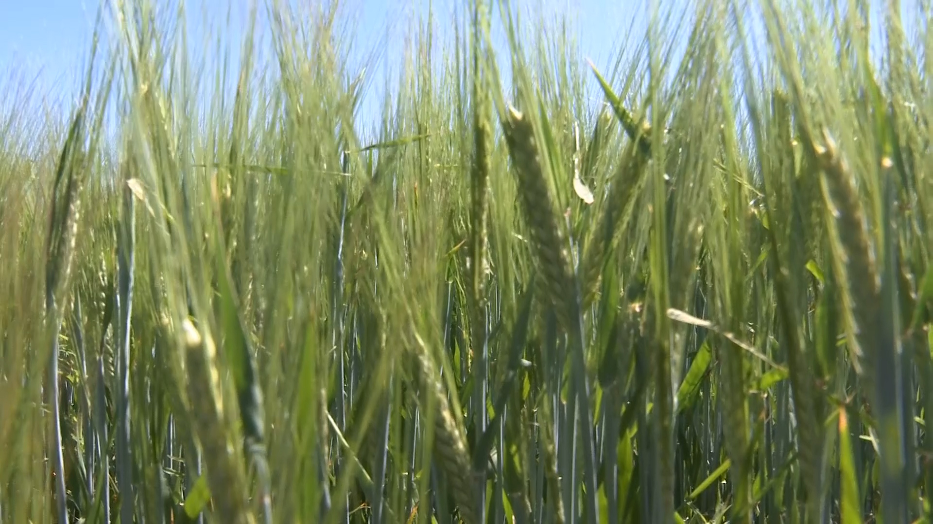 Montana Ag Network: Molson-Coors barley crop looking good as harvest approaches