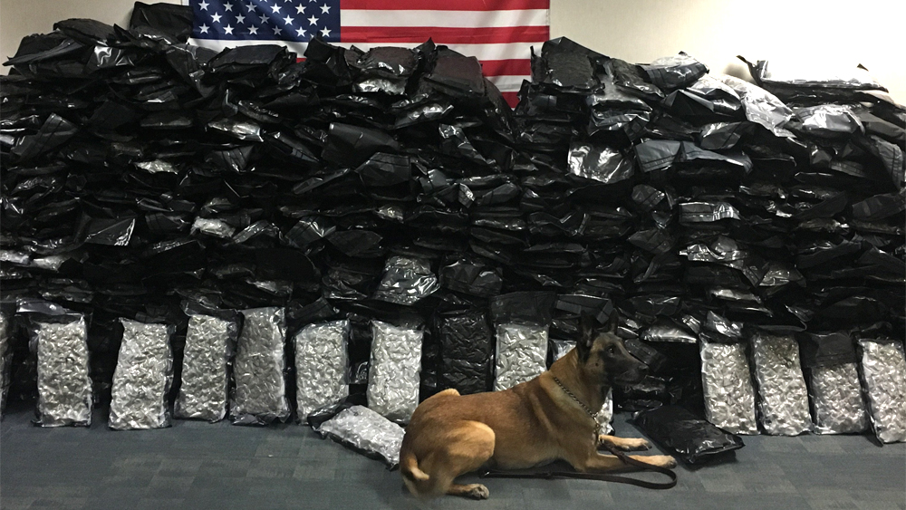 wptv-fhp-k9-624-marijuana-bust.jpg