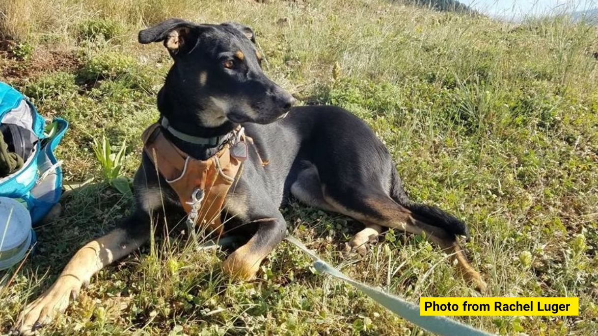 Betsy died after getting caught in an illegal trap