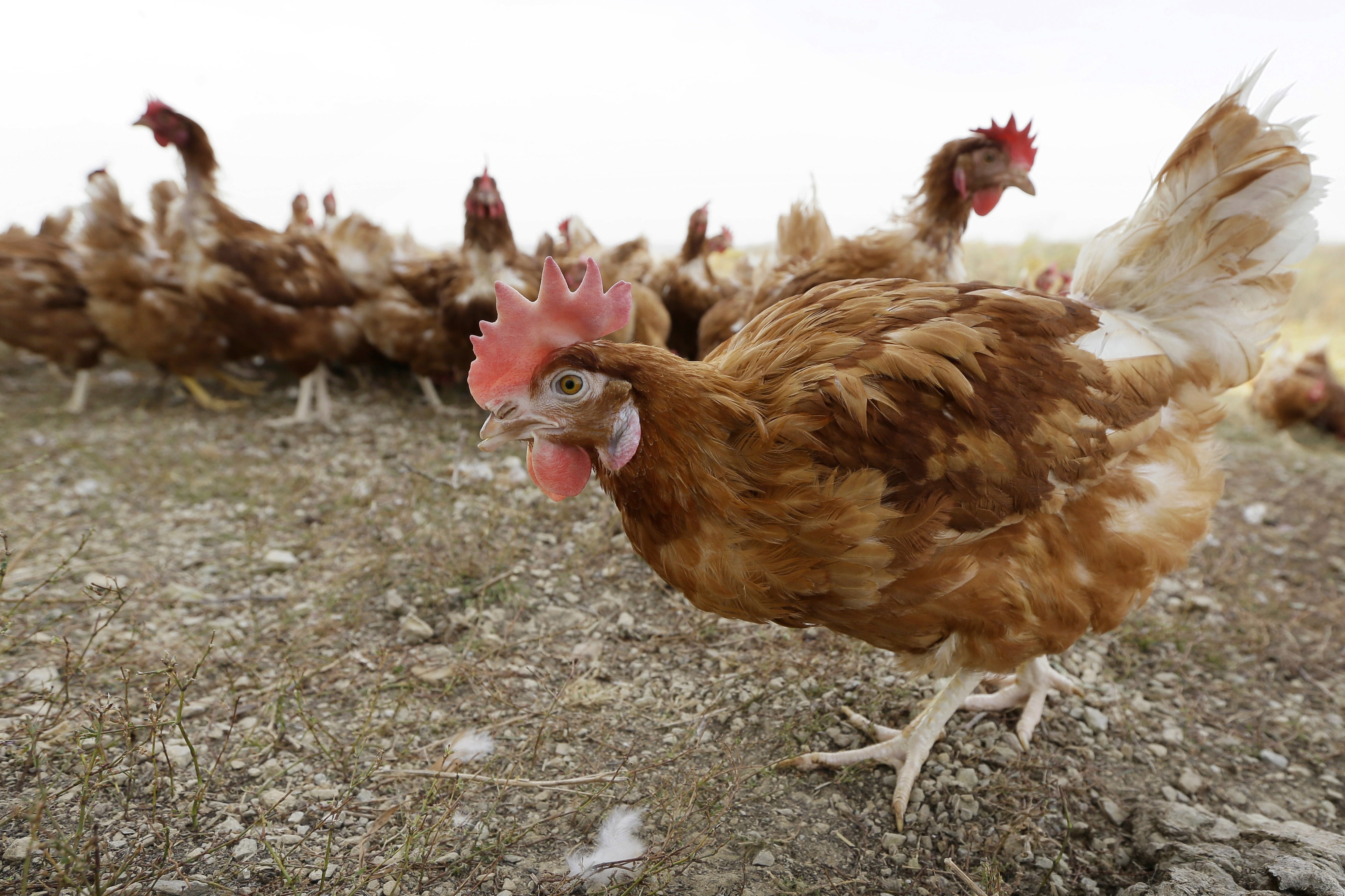 Chickens