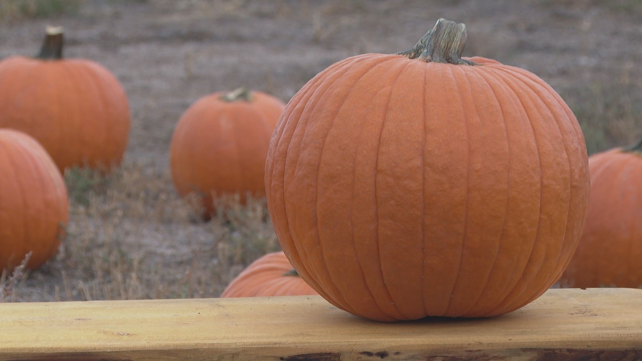 Venetucci Pumpkin.jpg