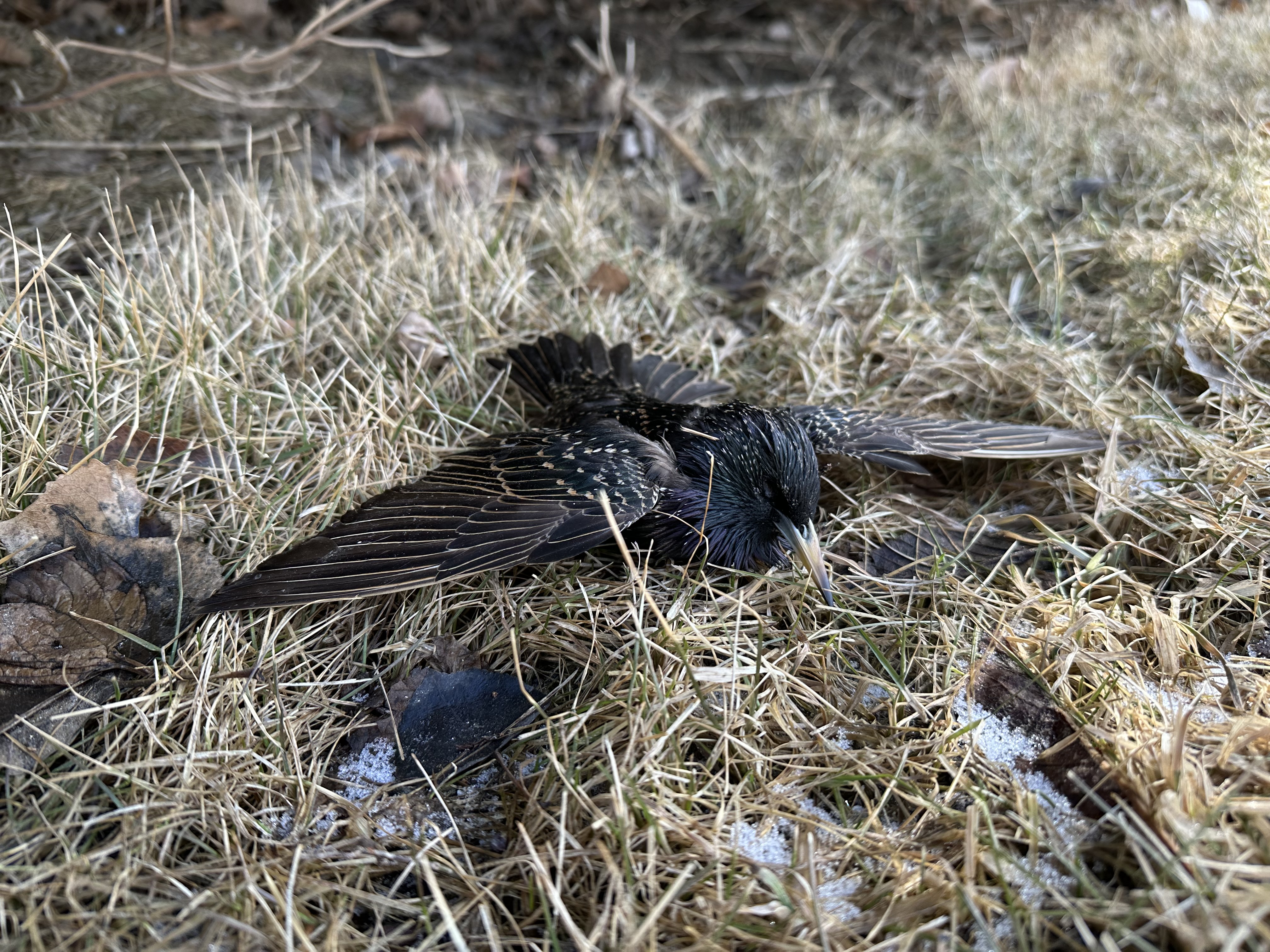 Dead starling in Billings neighborhood